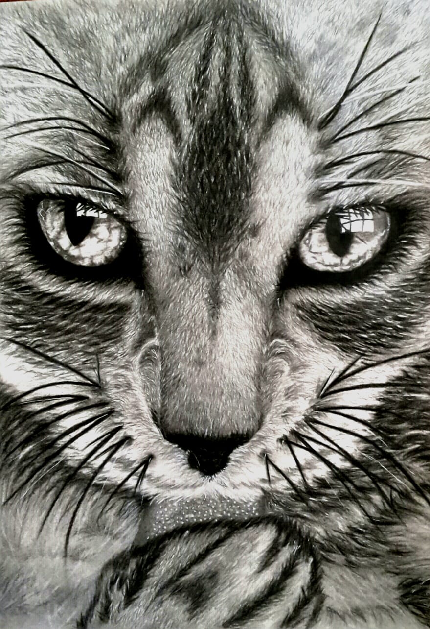 Katzenauge